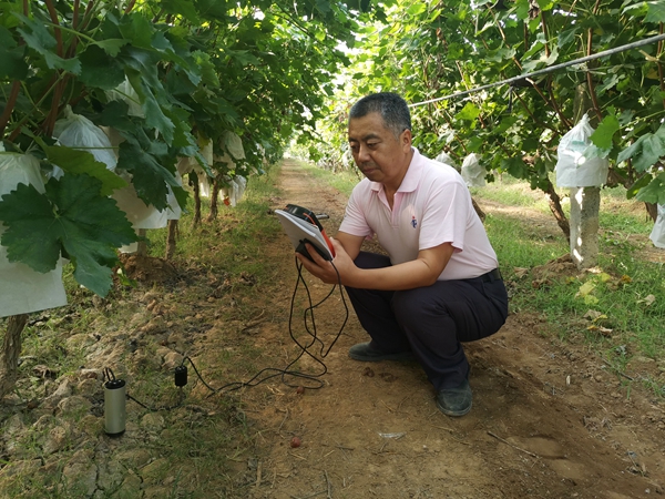 张宗勤副研究员指导葡萄园秋季管理并采集增施有机肥改良土壤的试验结果数据_副本.jpg