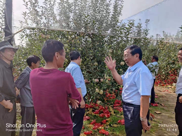 马锋旺教授在洛川指导果农苹果园秋季管理_副本.jpg