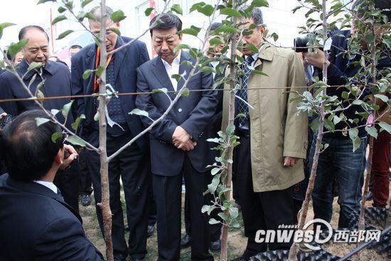 副省长冯新柱了解洛川苹果试验站苹果新品种培育情况