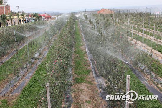 洛川苹果试验站矮砧密植苹果试验林