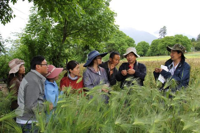 王保通教授、周益林研究员在田间指导当地基层干部诊断病害