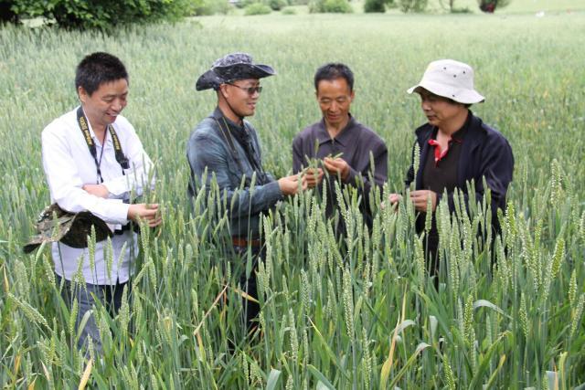 胡小平教授、王保通教授等与林芝市植保站站长在田间交流