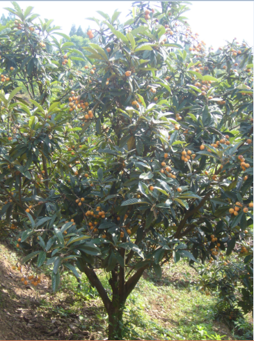 长崎早生结果状