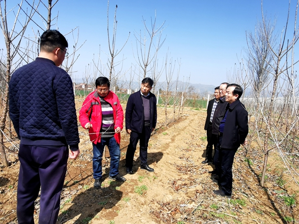 abc0f426ccc94e71bbc38b437020bb2f.jpg 铜川果树试验示范站蔡宇良教授指导樱桃春季管理技术_副本.jpg