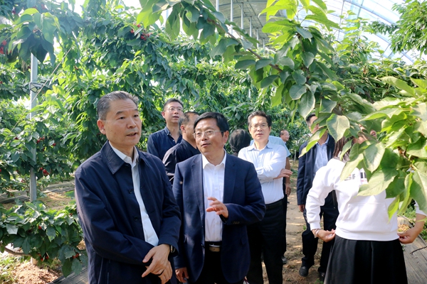 d0006483e5304d4aa11229779260d798.jpg 听取蔡宇良教授樱桃新技术的推广介绍_副本.jpg
