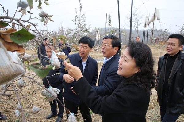 b4155701e591469fbefadbacd8199bc8.jpg 4赵敏娟一行在延安市宝塔区柳林镇苹果产业园调研.jpg