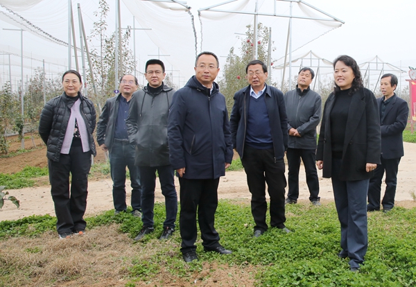 37229499ace3447bb54fa42823c8f5ab.jpg 10赵敏娟一行在洛川苹果试验示范站调研.jpg