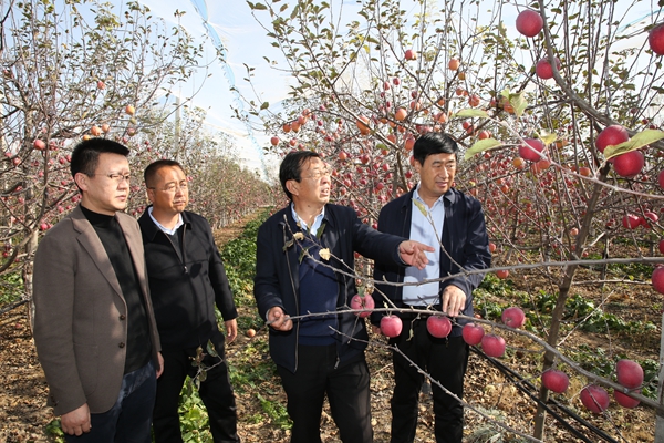 e1726fb1ae5a4bc48701a717e598c292.jpg 2我校专家在南沟村山地苹果果园现场指导1.jpg
